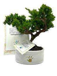 bonsai Bonsá