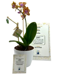 orquidea_pequena Orquídea pequeña con Crisálida con Crisálida