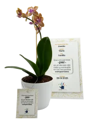 orquidea_pequena_sola Orquídea pequeña